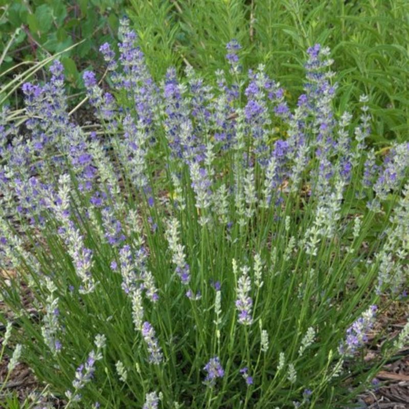 Yarrow: A Hardy Spreader That Fills In Fast