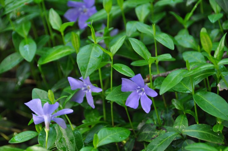 Vinca Minor: A Regrettable Choice Near Trees