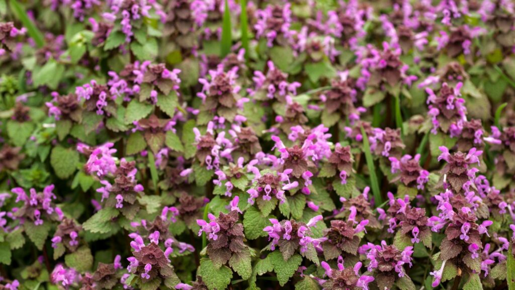 Lamium (Dead Nettle)