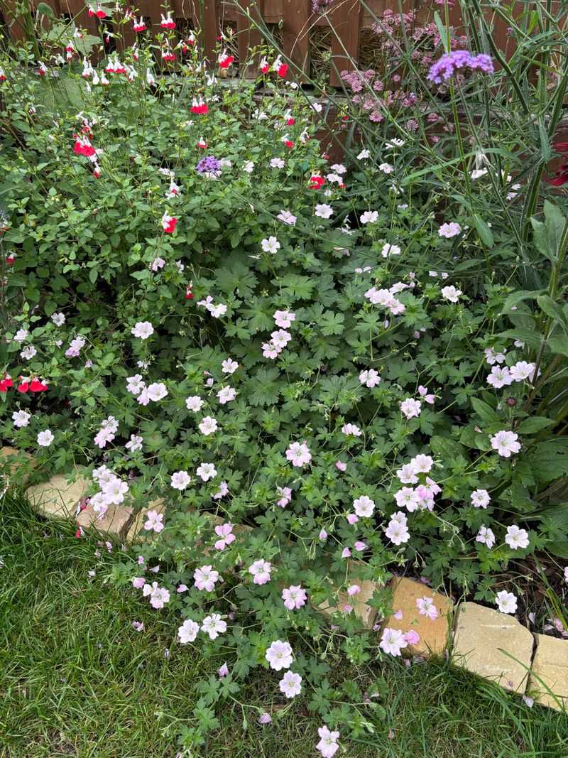Hardy Geranium