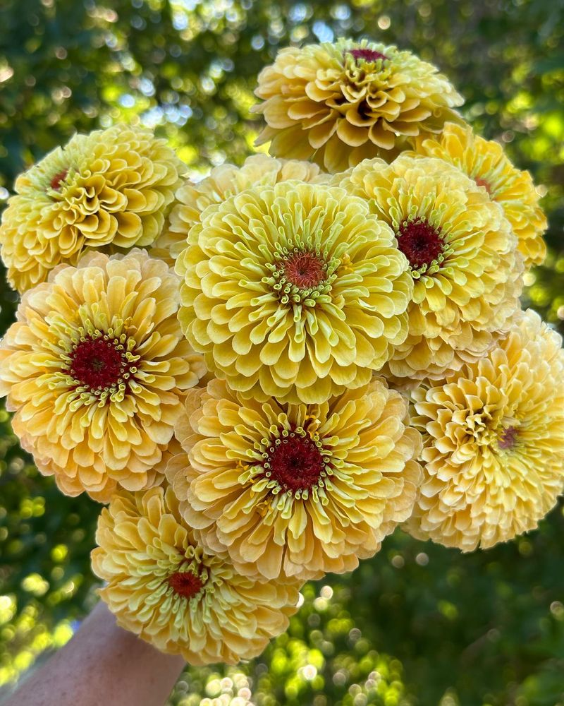 Yellow Zinnias