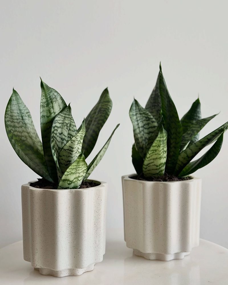 Snake Plant