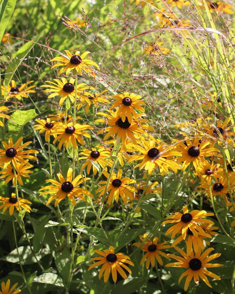 Black-Eyed Susan (Rudbeckia)