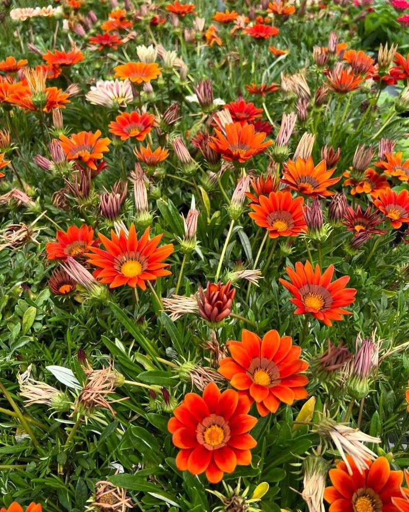 Gazania: Sun-Opening Treasures