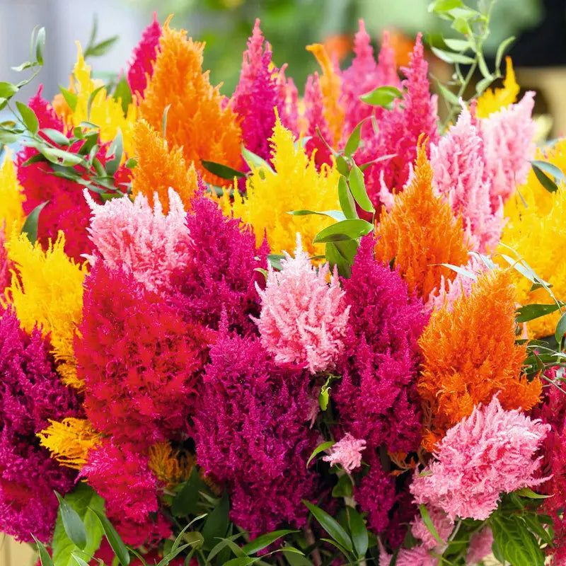 Celosia - Uniquely Textured Blooms
