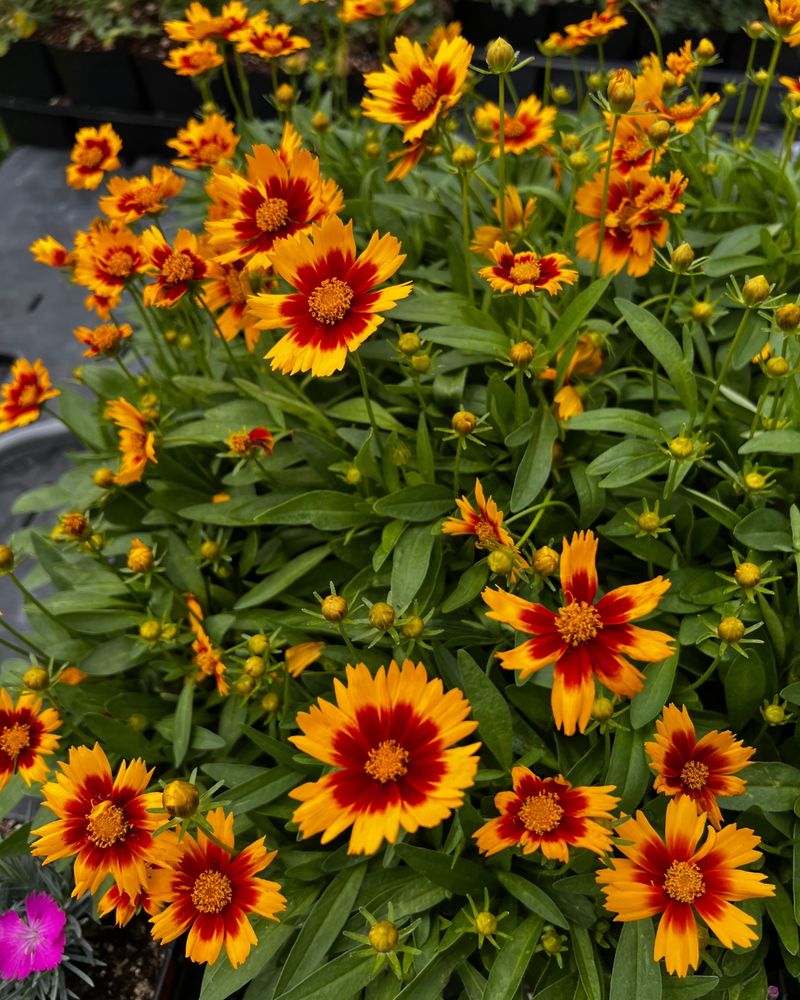 Coreopsis