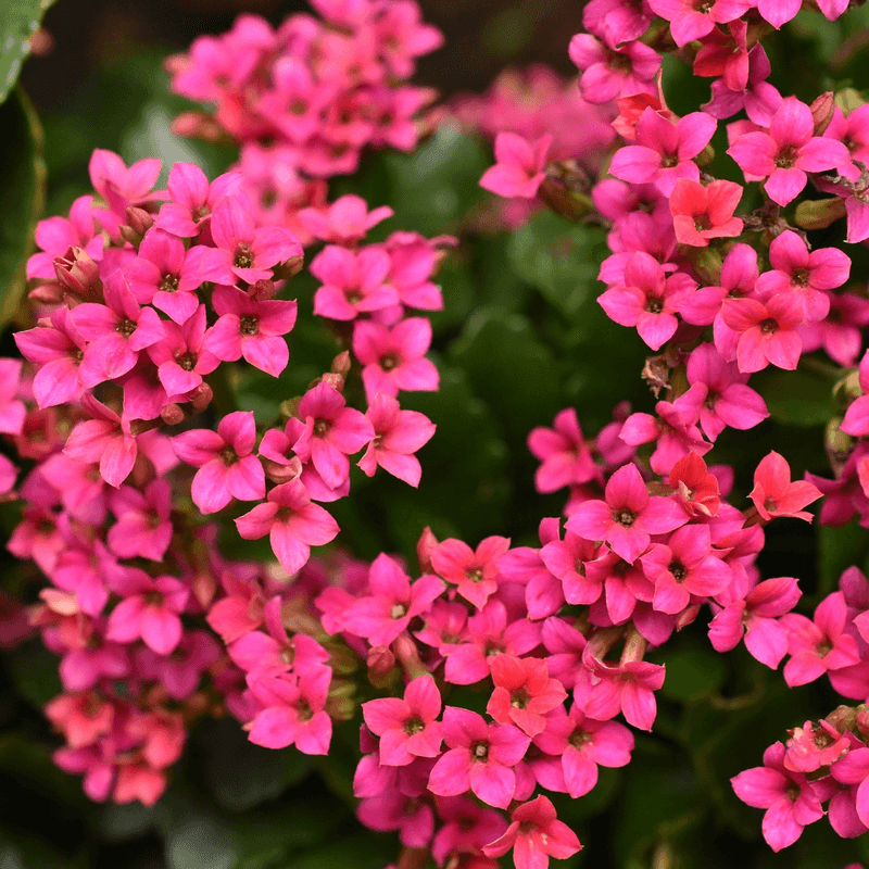 Kalanchoe