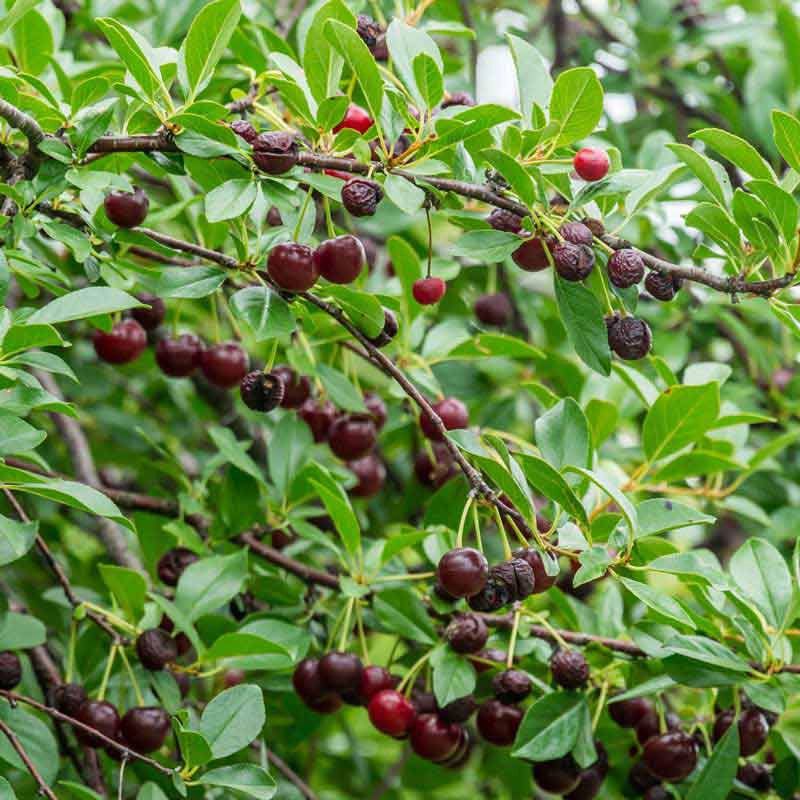 Carmine Jewel Cherry