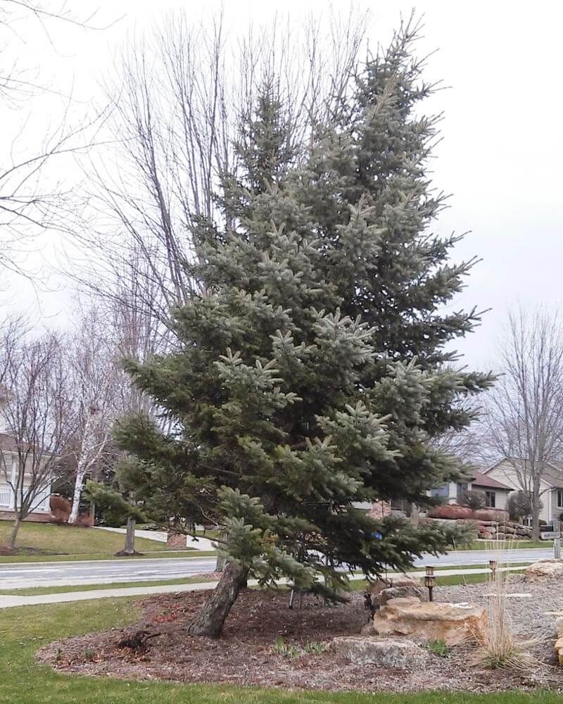 Leaning Trees That Suddenly Change Position