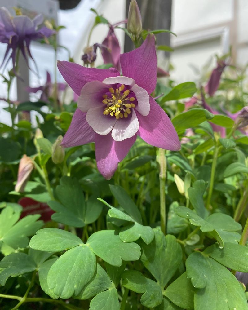 Columbine