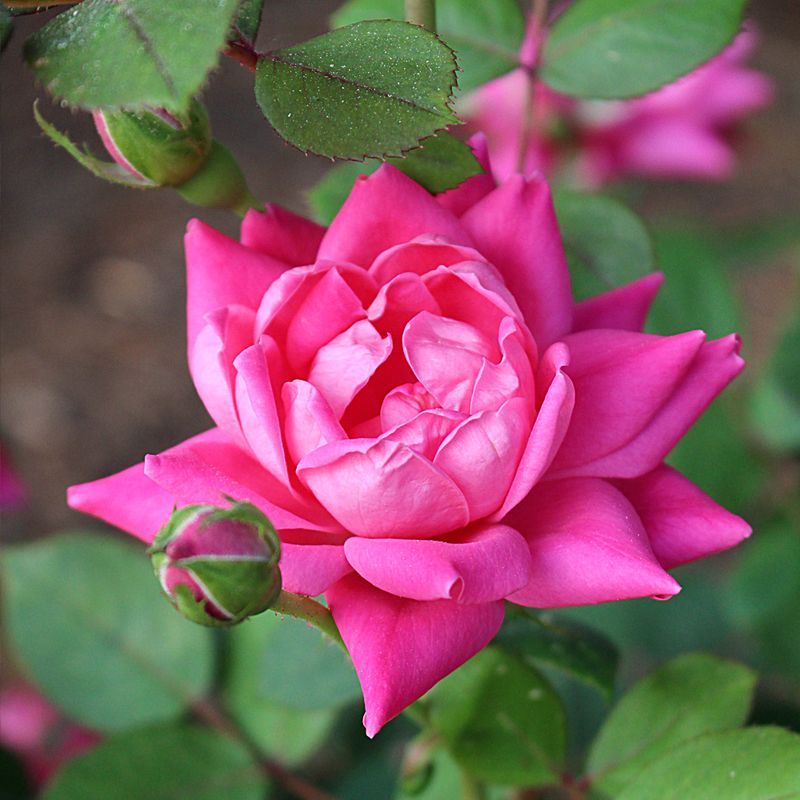 Roses Require Rays