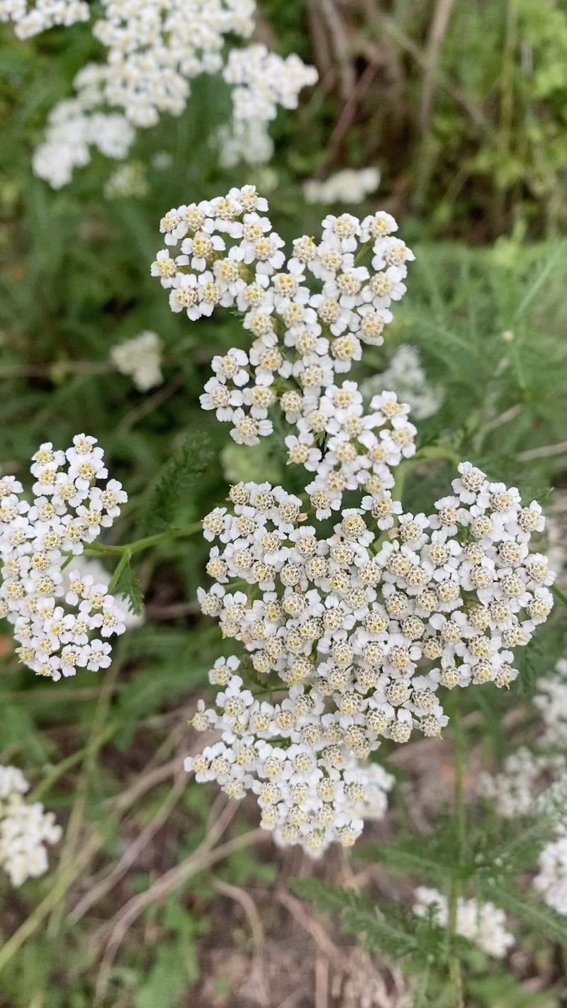 Yarrow