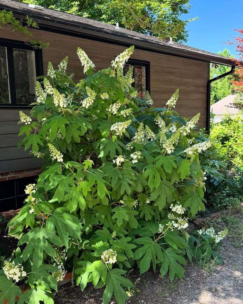 Oakleaf Hydrangea