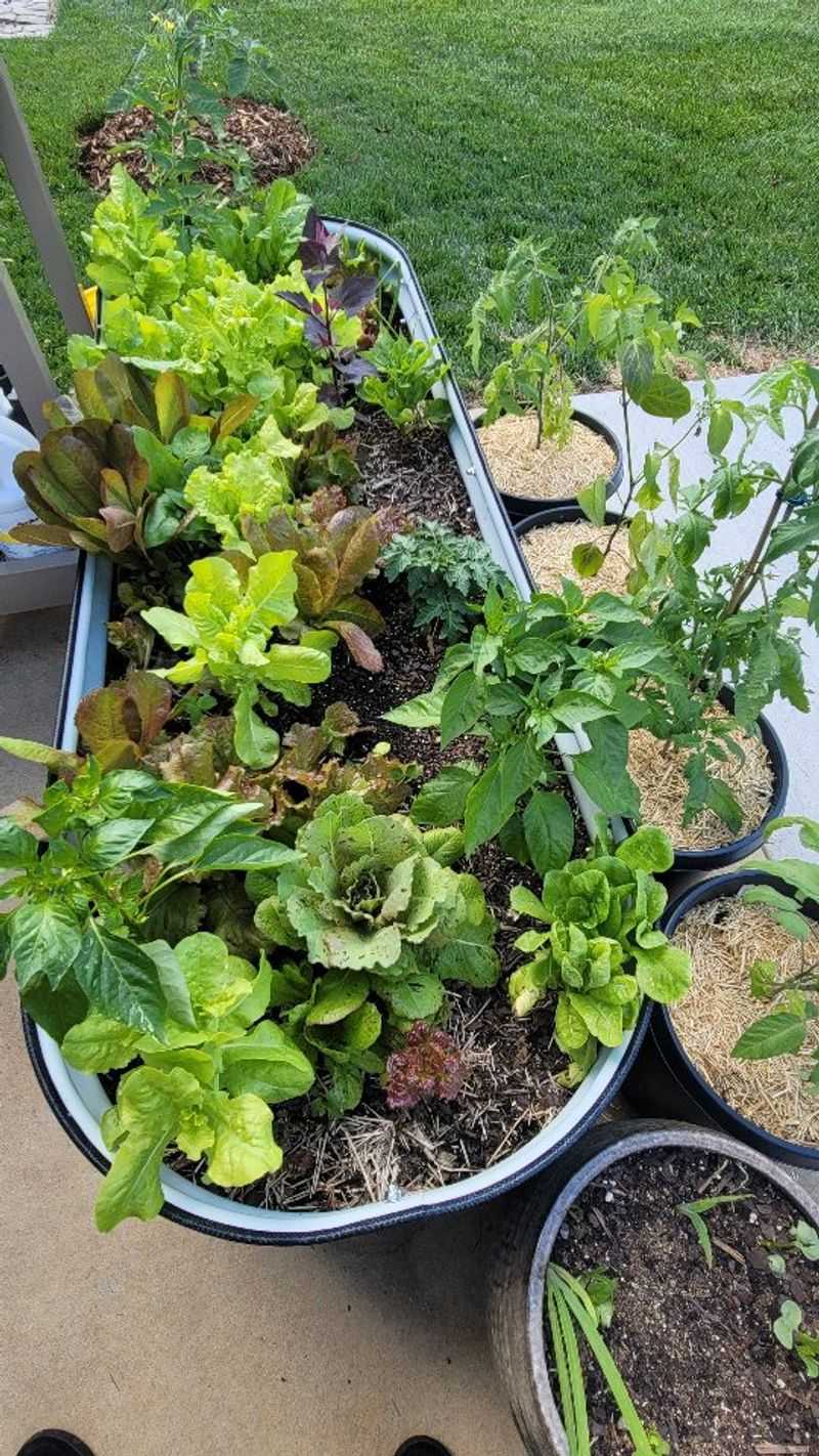Salad Greens