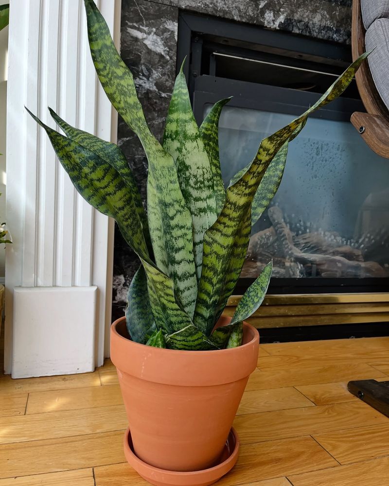 Snake Plant