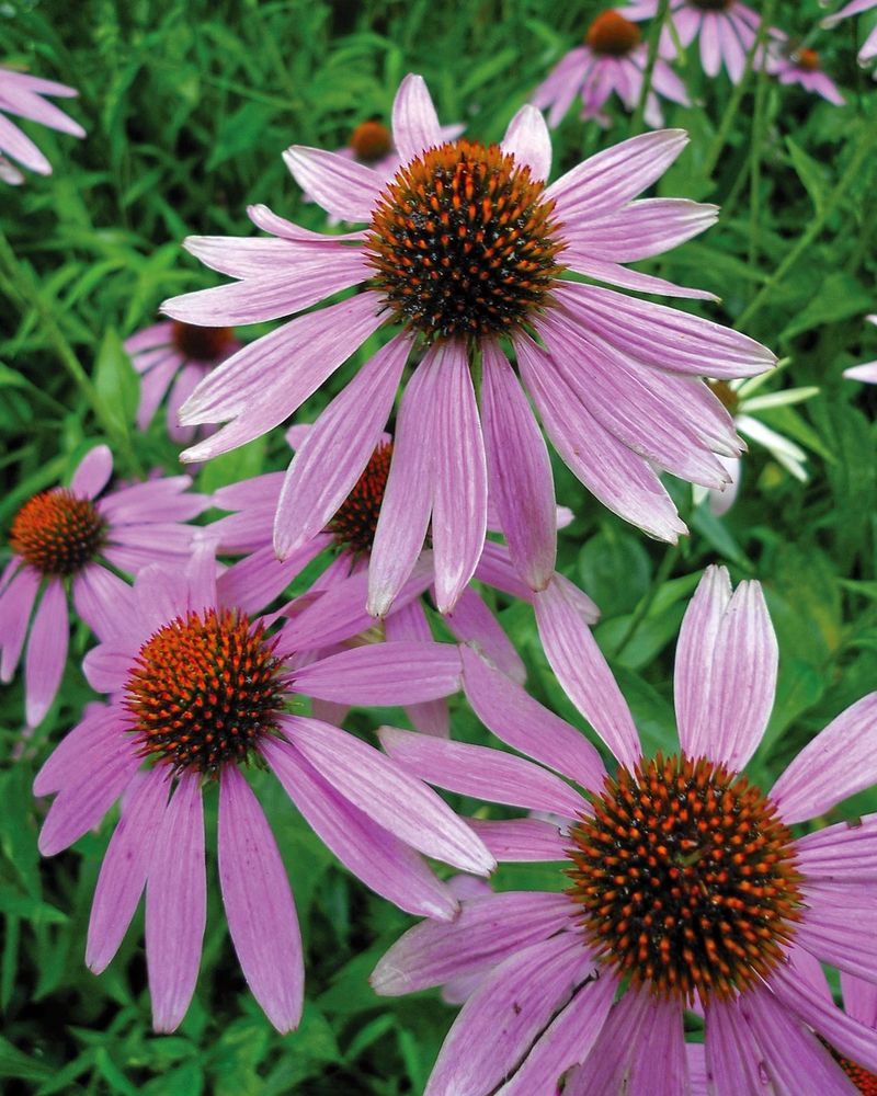 Coneflowers' Solar Dependency