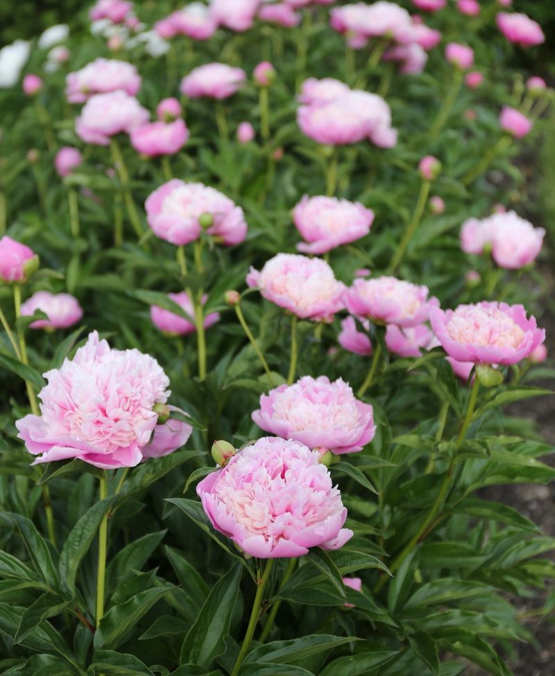 Peony