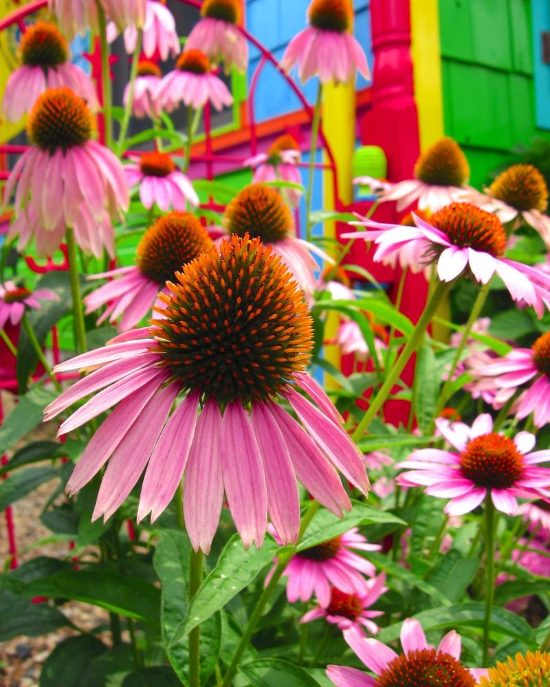 Echinacea