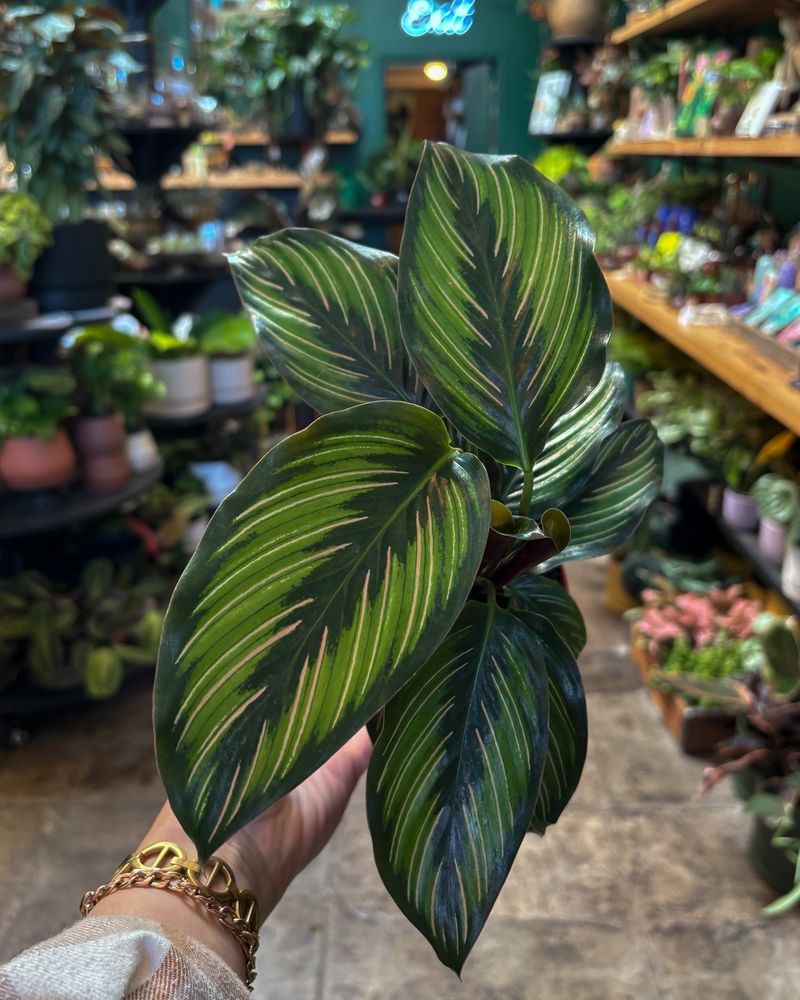 Calathea (Prayer Plant)