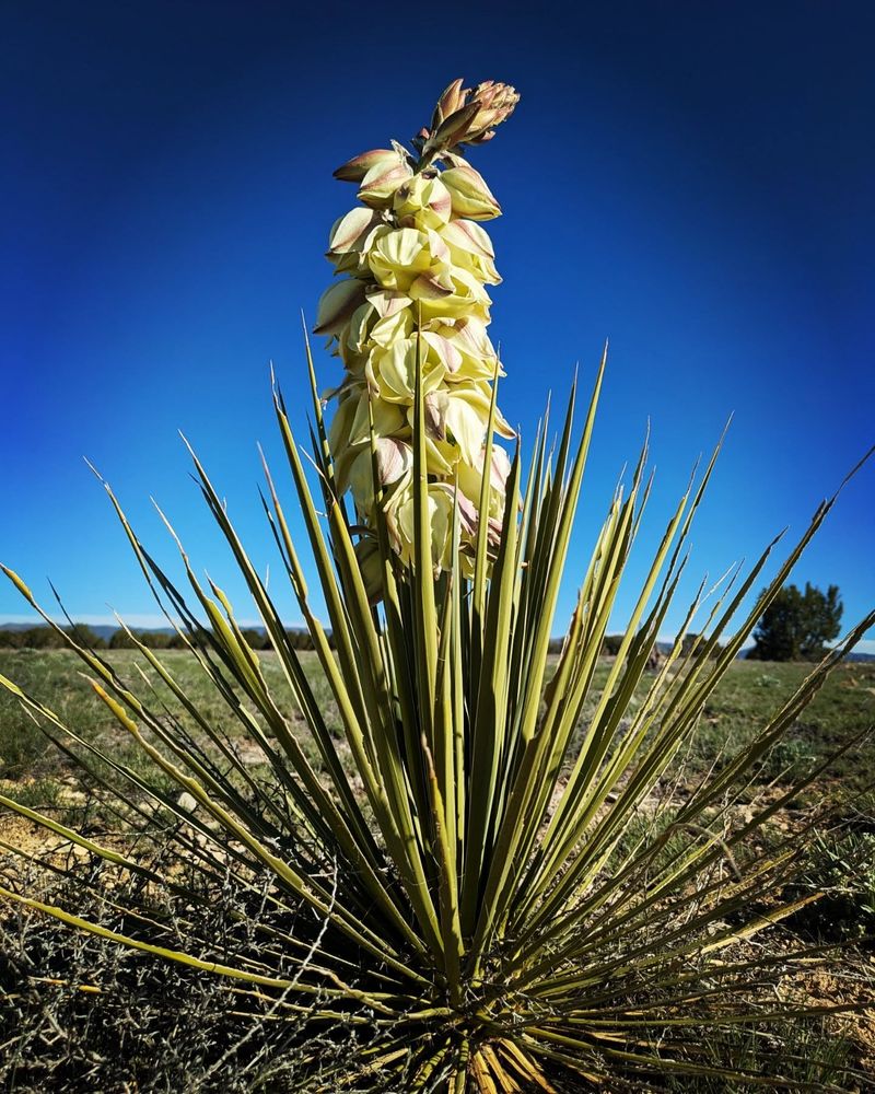 Yucca