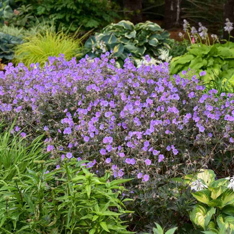 Hardy Geraniums