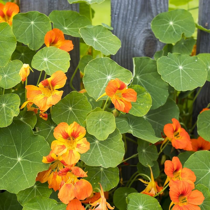 Nasturtiums