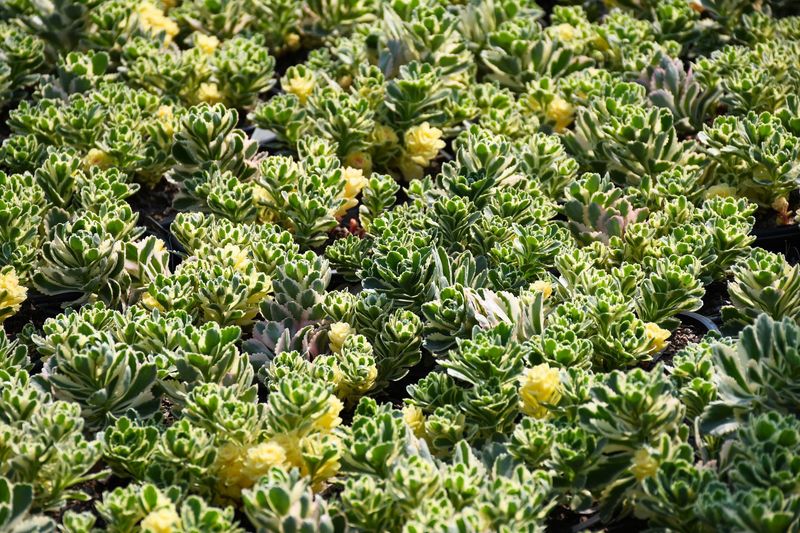 Sedum