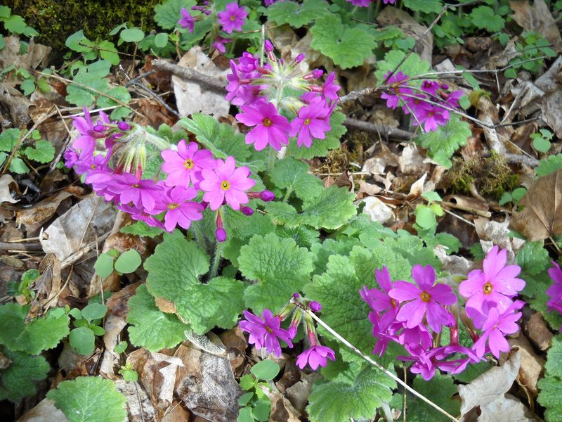 Primroses Fall Prey to Aggressive Competitors