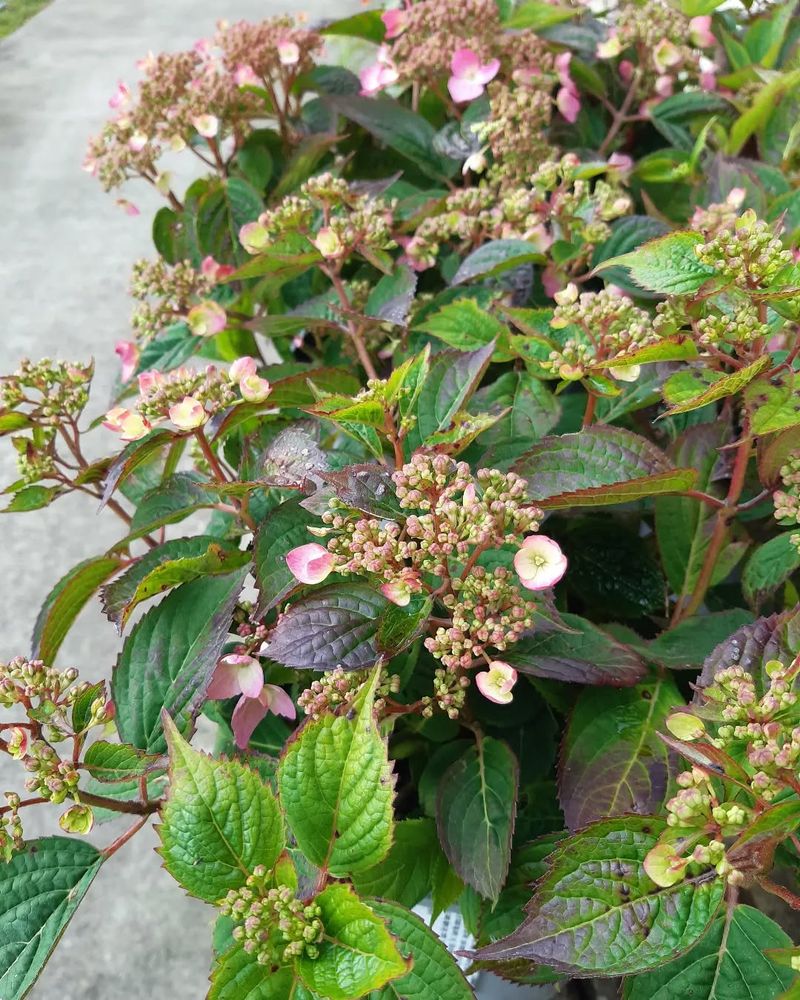 Hydrangeas
