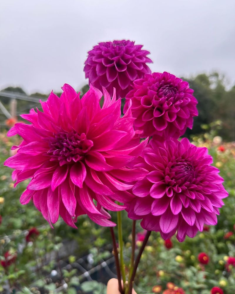 Dahlias