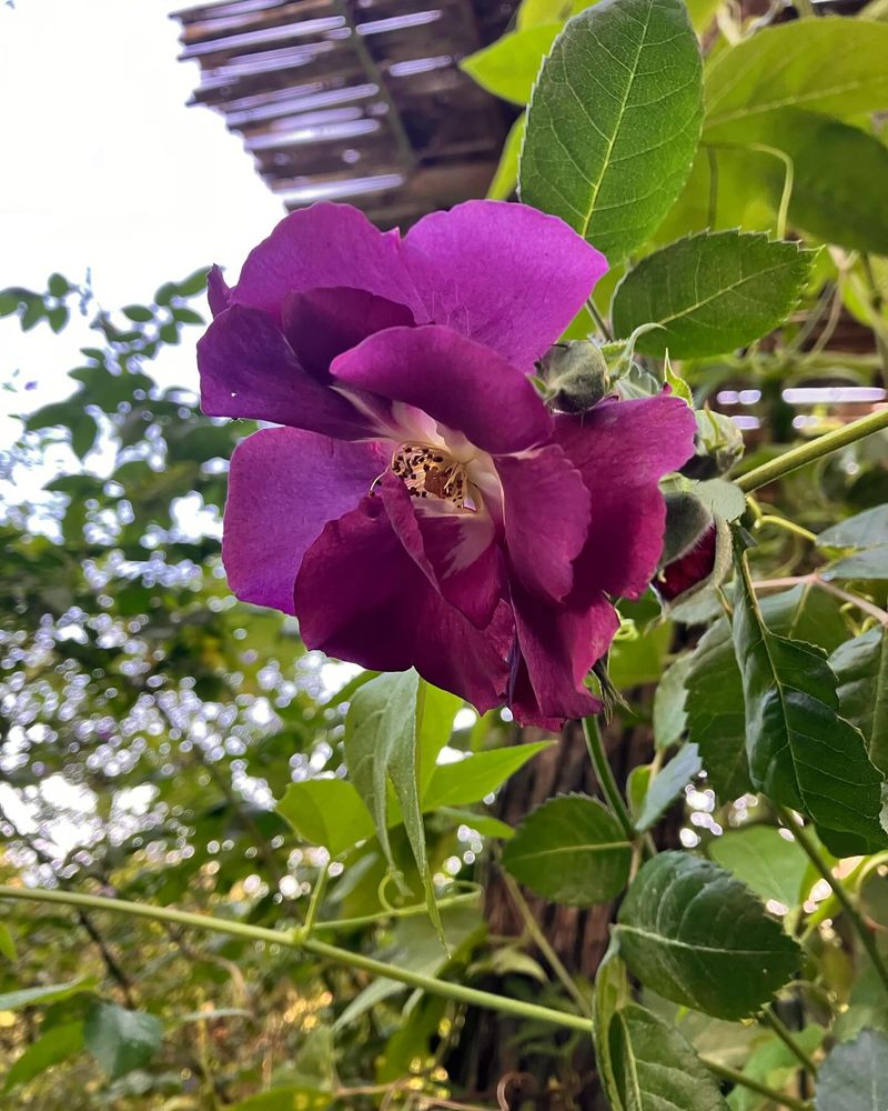 Rhapsody in Blue