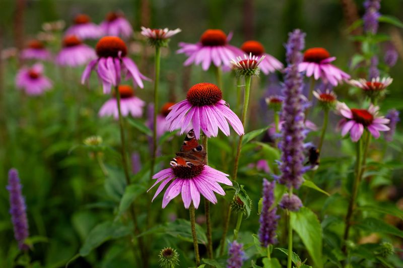 Coneflowers: Native Powerhouses