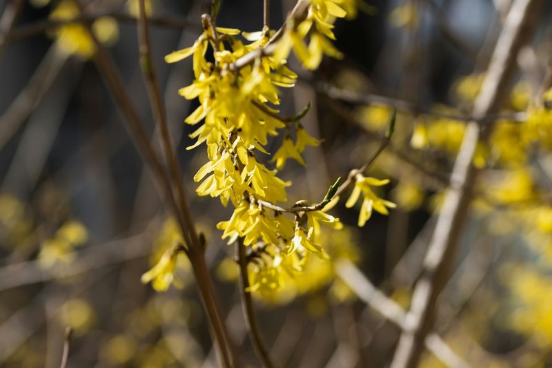 Forsythia's Sunshine Requirement