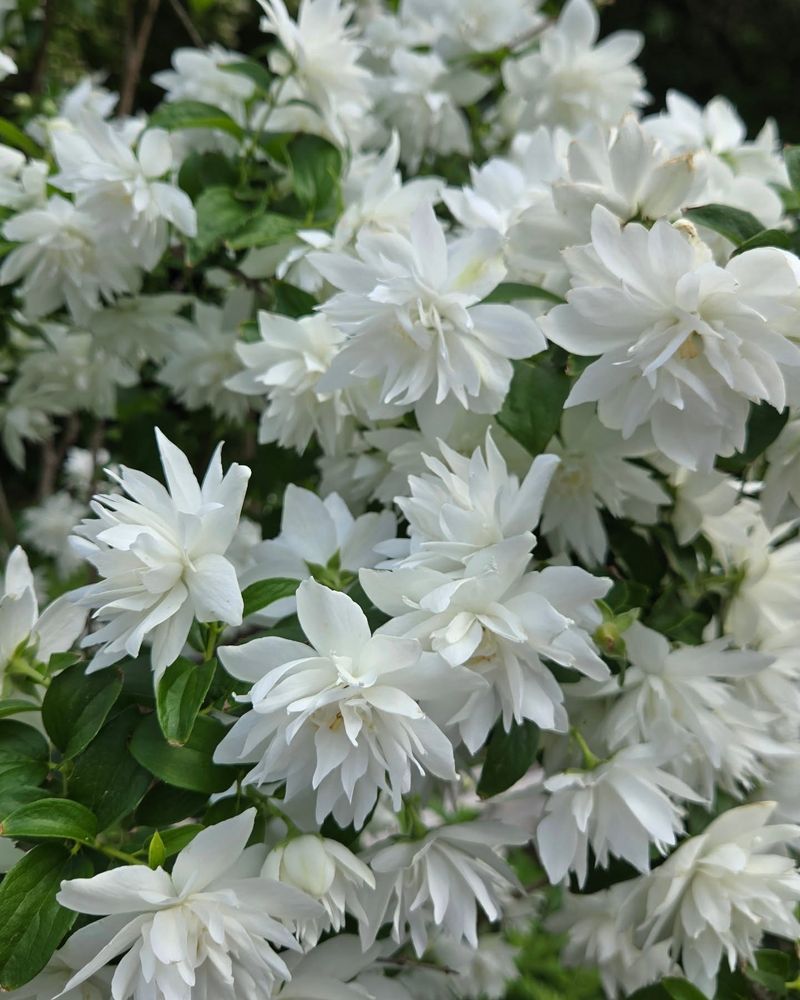 Mock Orange (Philadelphus)