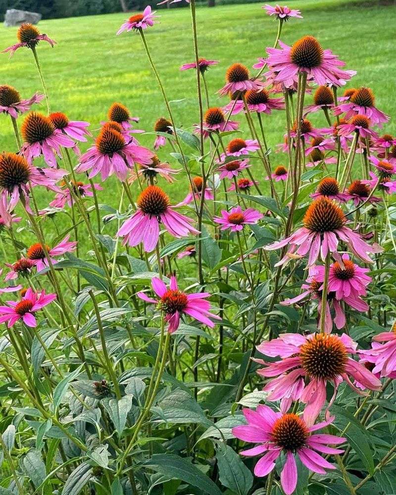 Coneflowers Need Deadheading Now