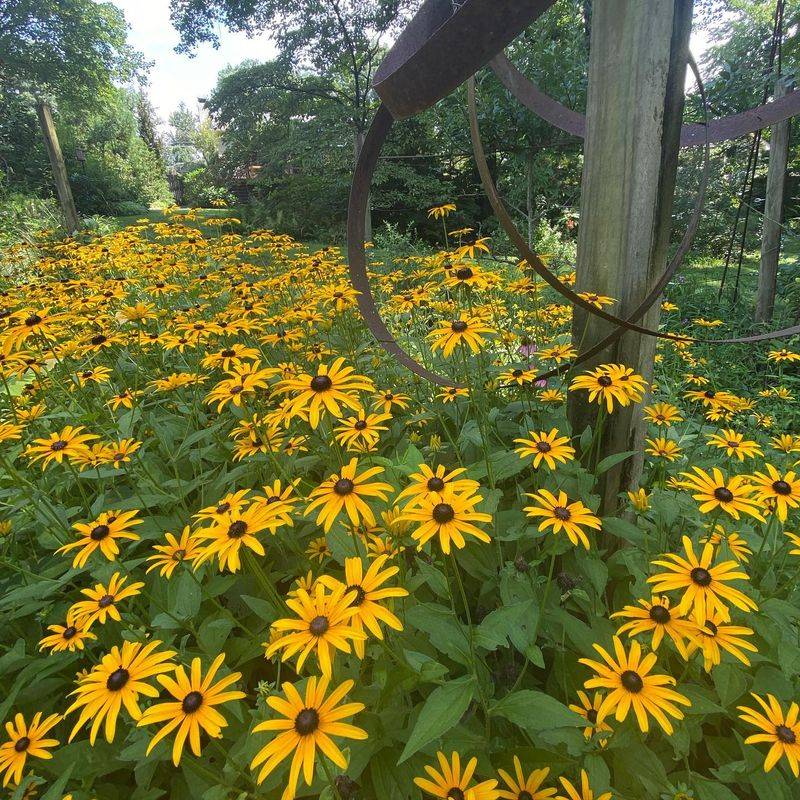 Black-Eyed Susans: Sunshine Yellow Blooms