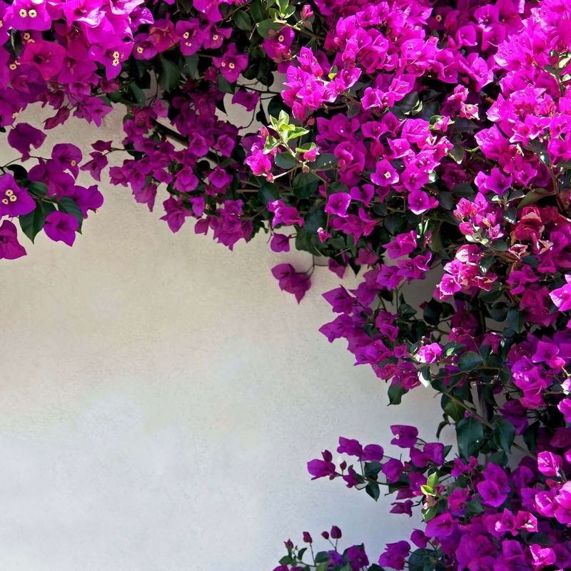 Bougainvillea: Tropical Color Explosion