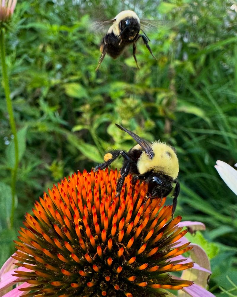Coneflower: Native Beauty with Purpose