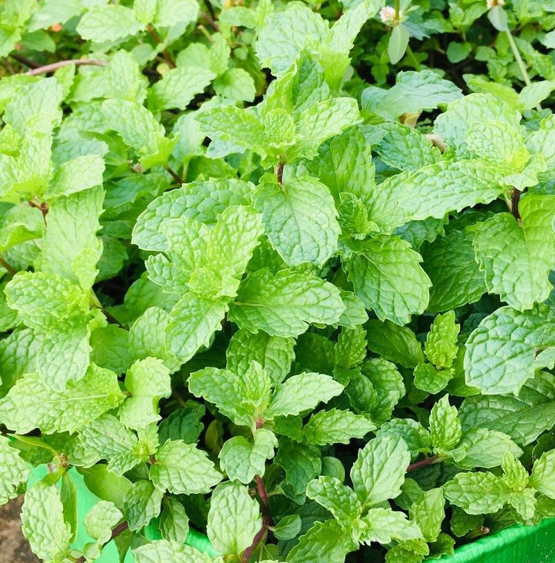 Mint: Surprising Summer Survivor