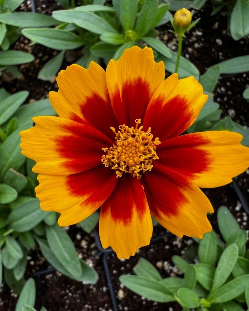 Coreopsis: Carefree Color Machines