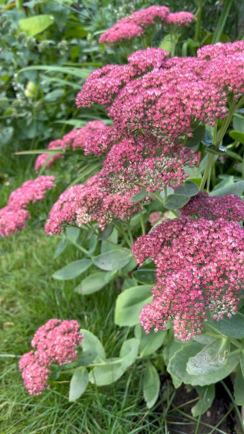 Sedum 'Autumn Joy': Fall's Faithful Companion