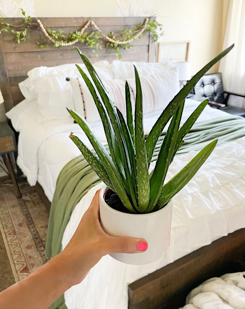 Aloe Vera: Beyond Skin Benefits