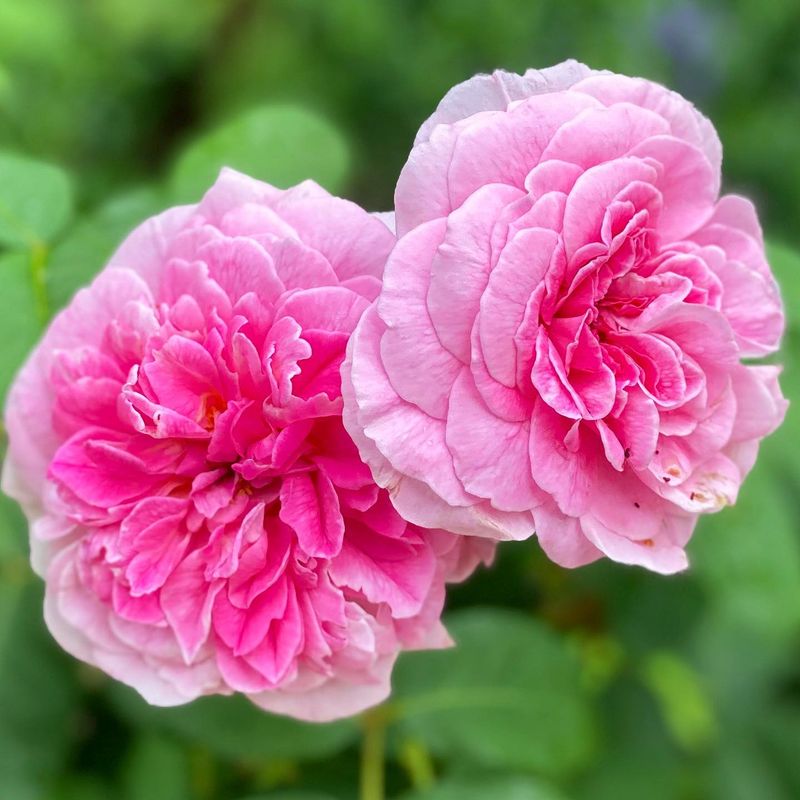 Roses: The Queen of Fragrant Flowers