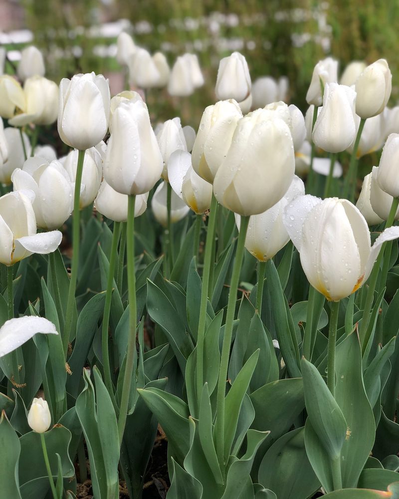 White and Green: Fresh Simplicity