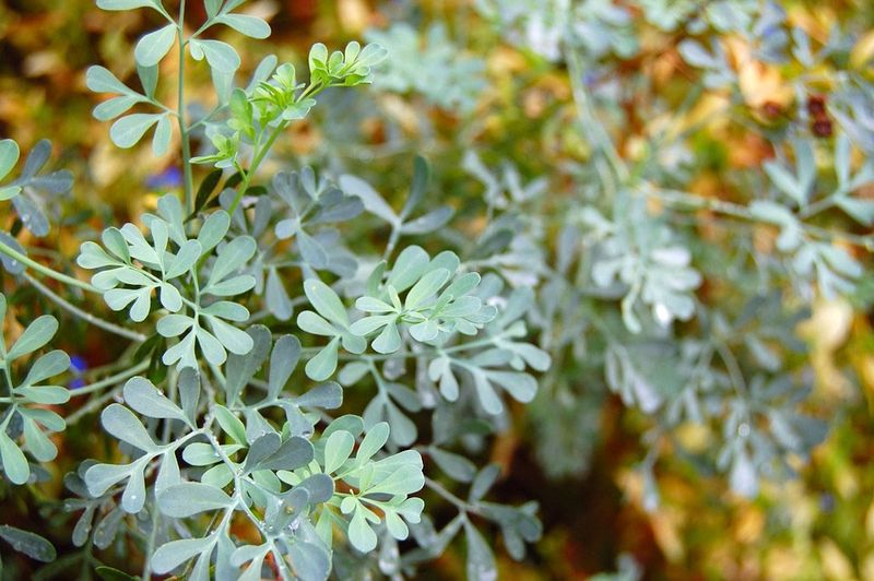 Rue and Basil