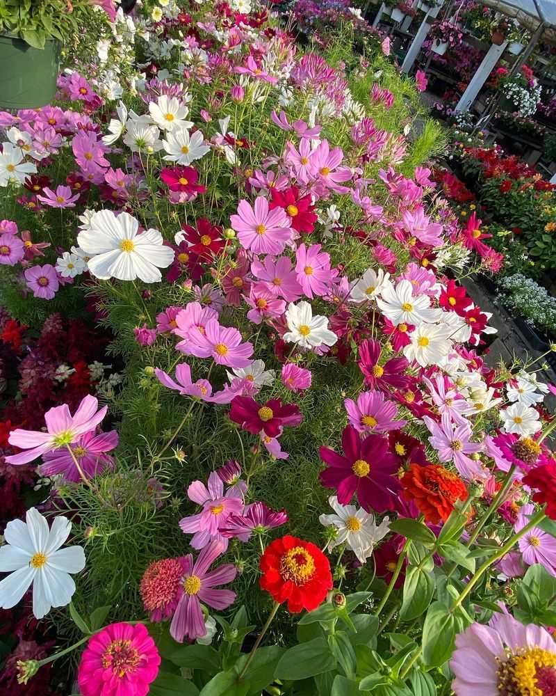 Cosmos with Zinnias