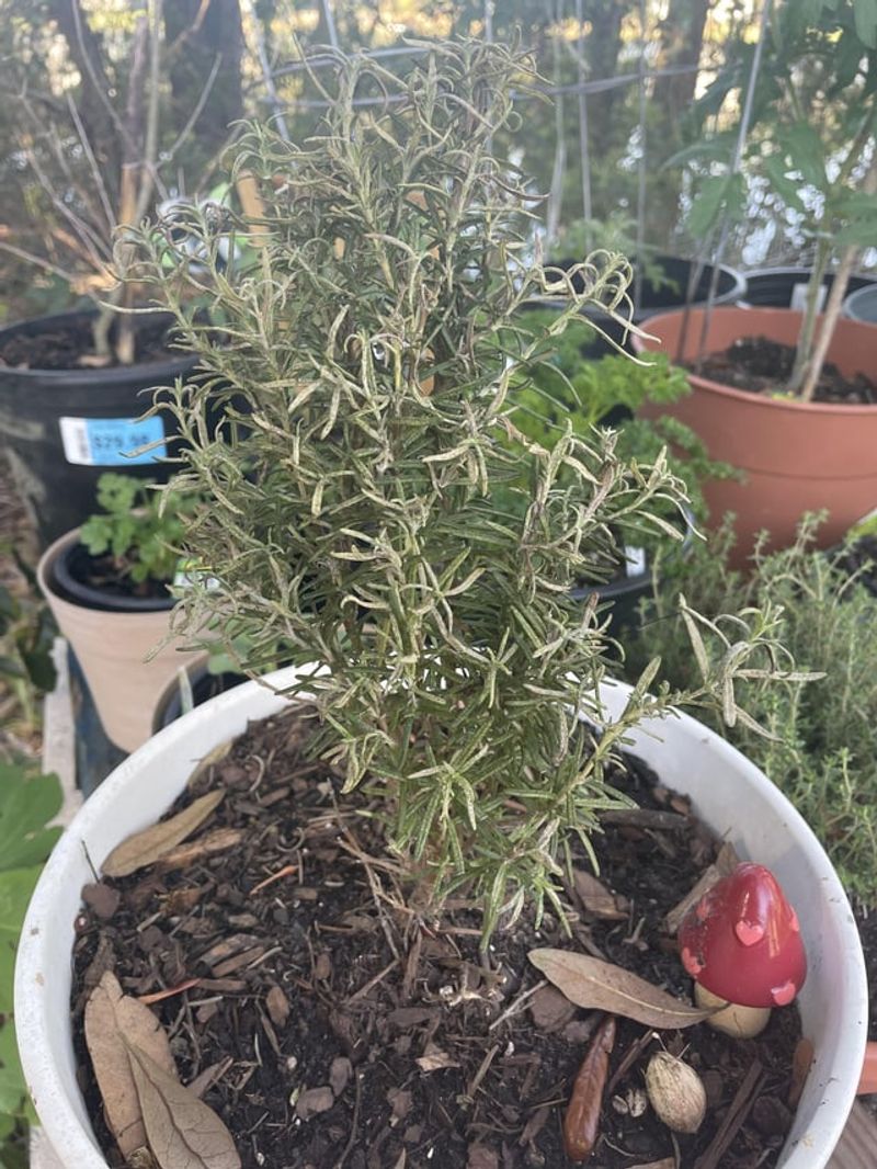 Rosemary