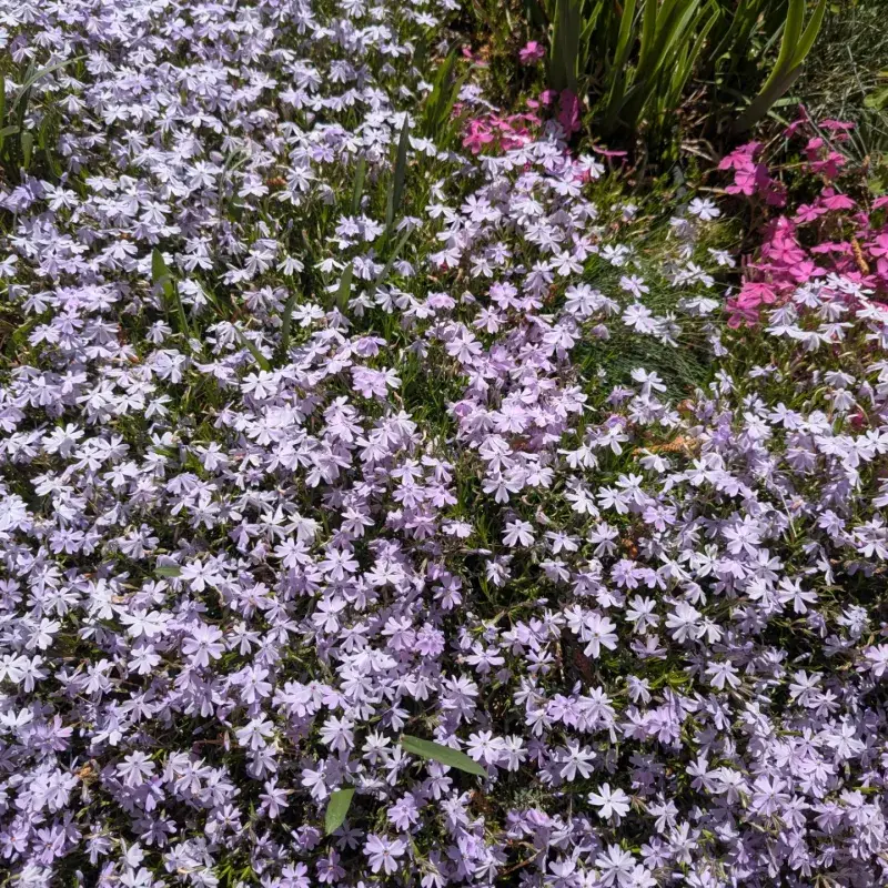 Creeping Phlox