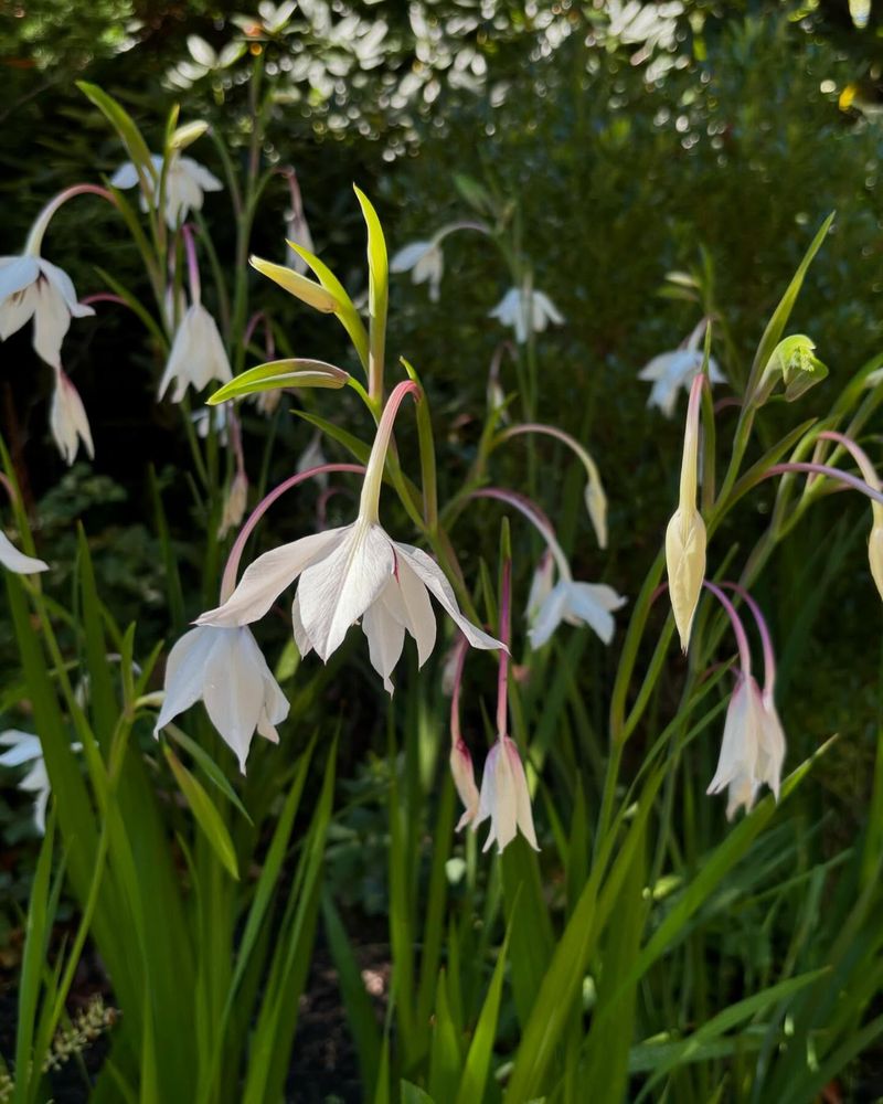 Butterfly-Friendly Acidanthera