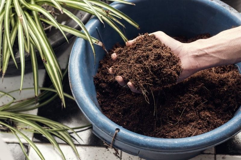 Excessive Peat Moss
